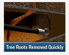 Tree Root Intrusions Concord